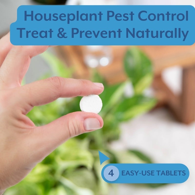 Plant Protection - Indoor & Houseplant Pest Control